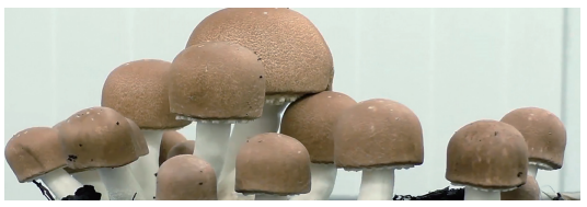 姬松茸 (Agaricus blazei murrill Peck)-哪些菌菇证明对癌症疗效可靠？-