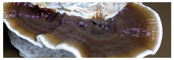 赤灵芝（灵芝 – Ganoderma lucidum）-哪些菌菇证明对癌症疗效可靠？-