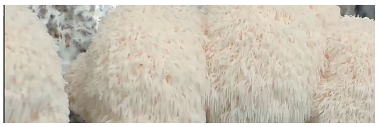 猴头菌 (Hericium erinaceus （Rull ex F.）Pers)-哪些菌菇证明对癌症疗效可靠？-