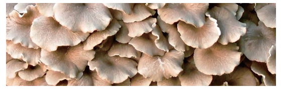 猪苓 (Polyporus umbellatus)-哪些菌菇证明对癌症疗效可靠？-