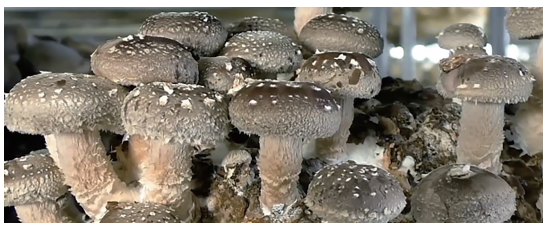 香菇（Shiitake – Lentinula edodes）-哪些菌菇证明对癌症疗效可靠？-