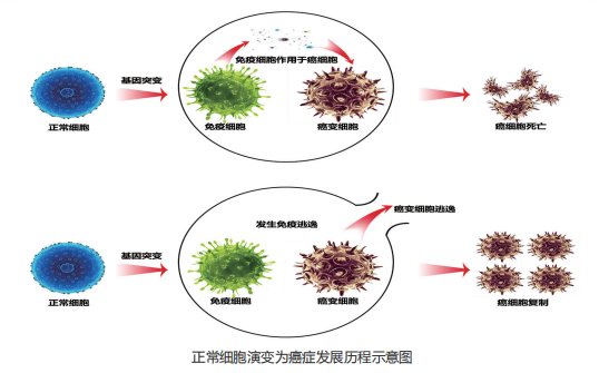 癌症-西医的癌症突变假说-